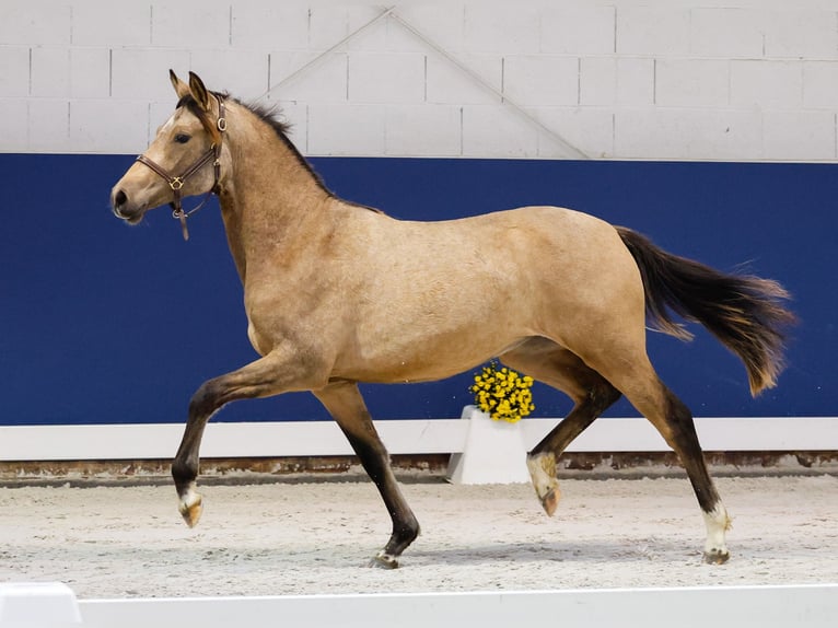 German Riding Pony Mare 1 year Brown in Marsberg
