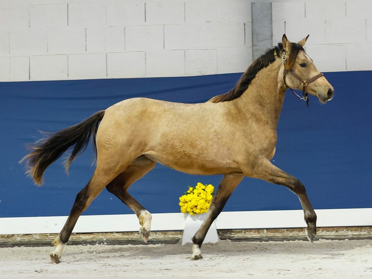 German Riding Pony Mare 1 year Brown in Marsberg