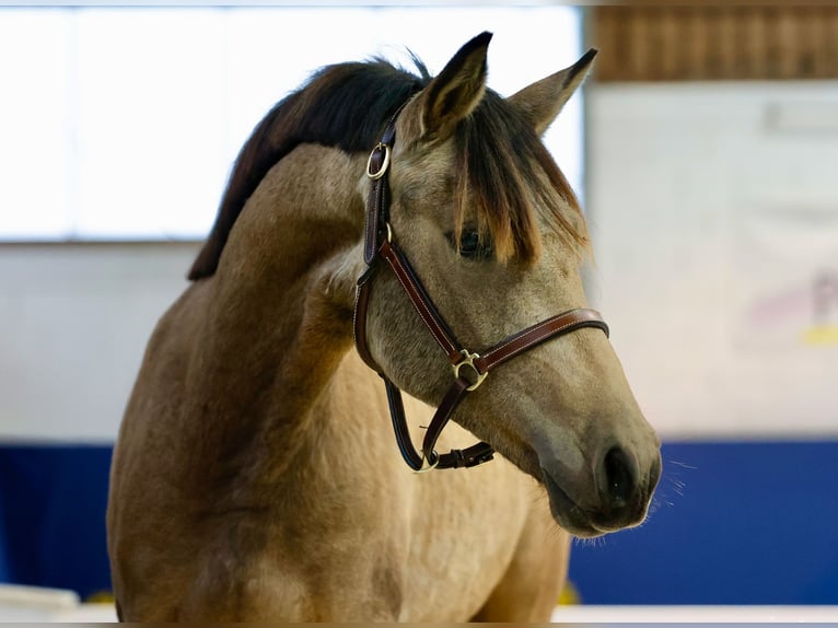 German Riding Pony Mare 1 year Brown in Marsberg