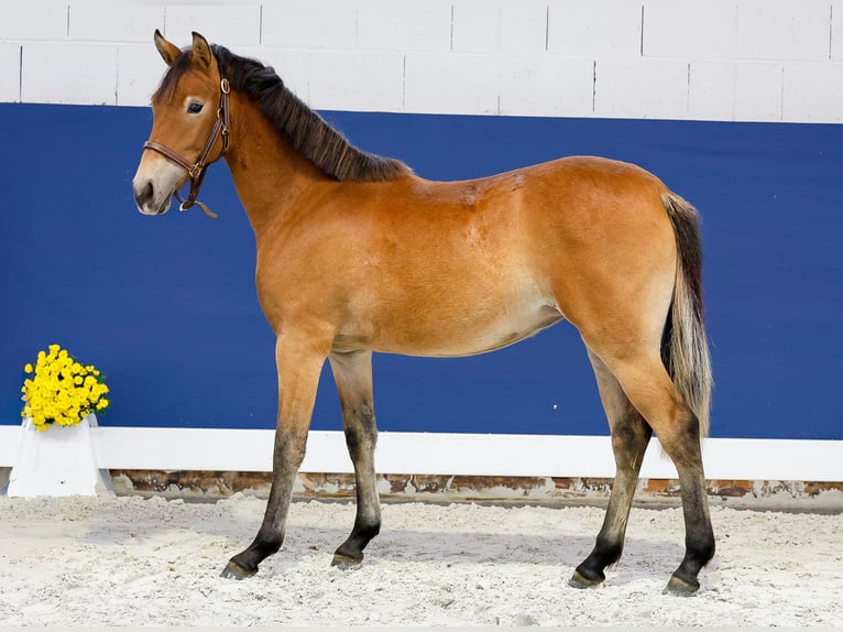 German Riding Pony Mare 1 year Brown in Marsberg