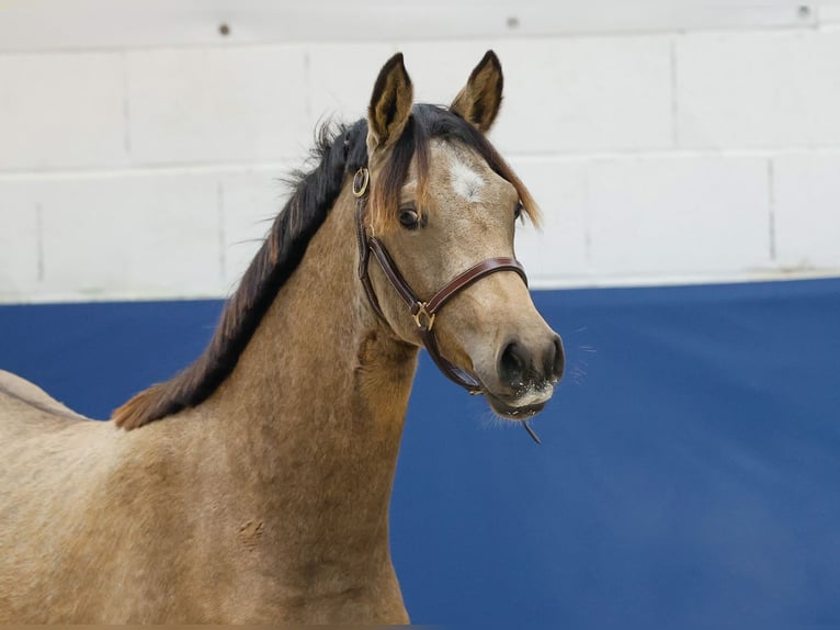 German Riding Pony Mare 1 year Brown in Marsberg