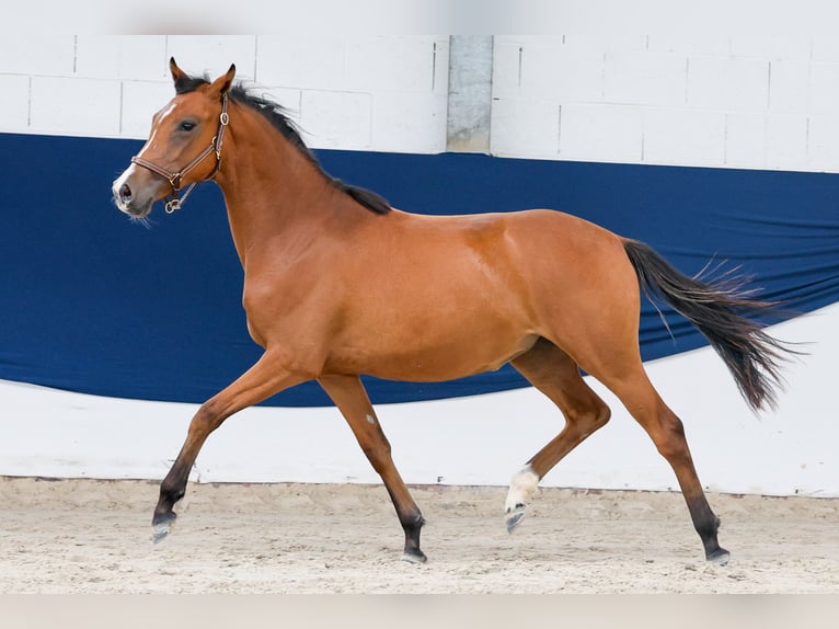 German Riding Pony Mare 1 year Brown in Marsberg