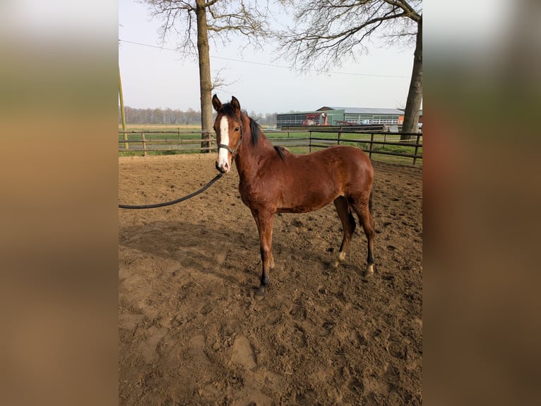 German Riding Pony Mare 1 year Brown in Vreden