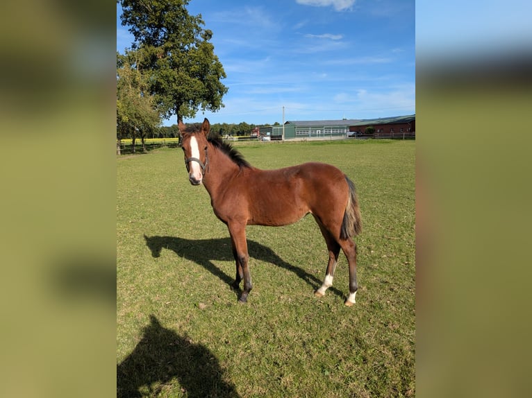German Riding Pony Mare 1 year Brown in Vreden