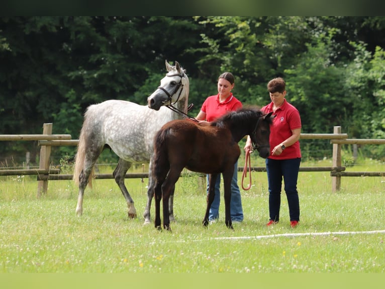 German Riding Pony Mare 1 year Brown Falb mold in Frankenberg (Eder)