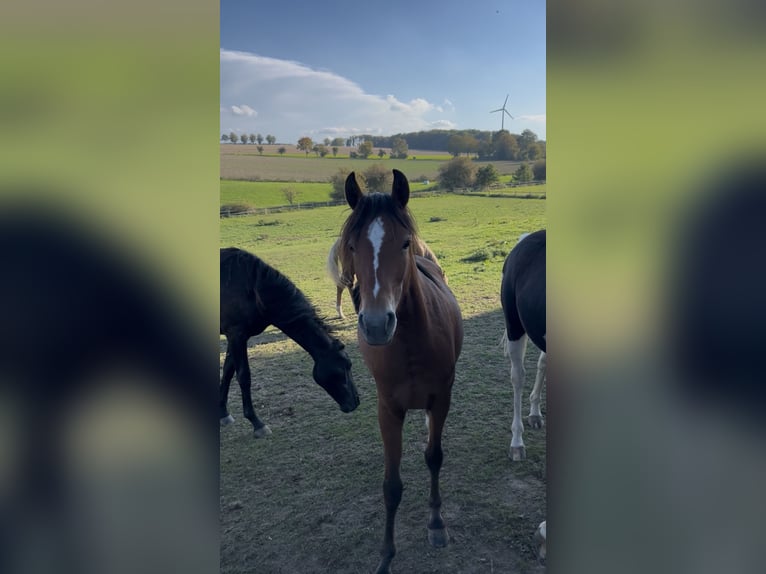 German Riding Pony Mare 1 year Brown in Soest