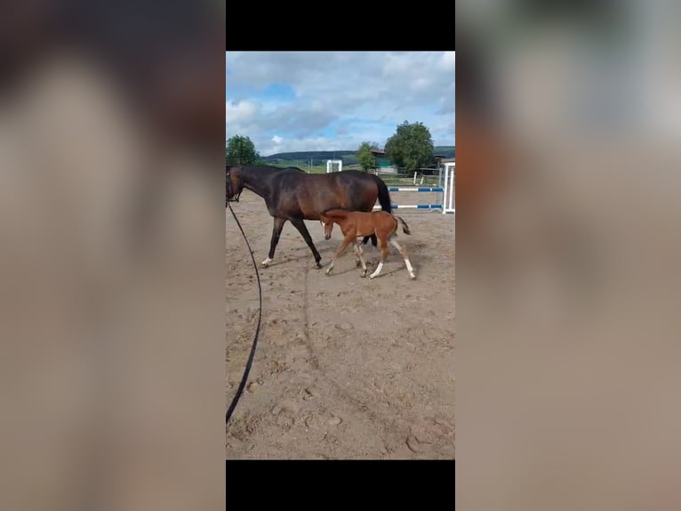 German Riding Pony Mare 1 year Brown in Grammetal