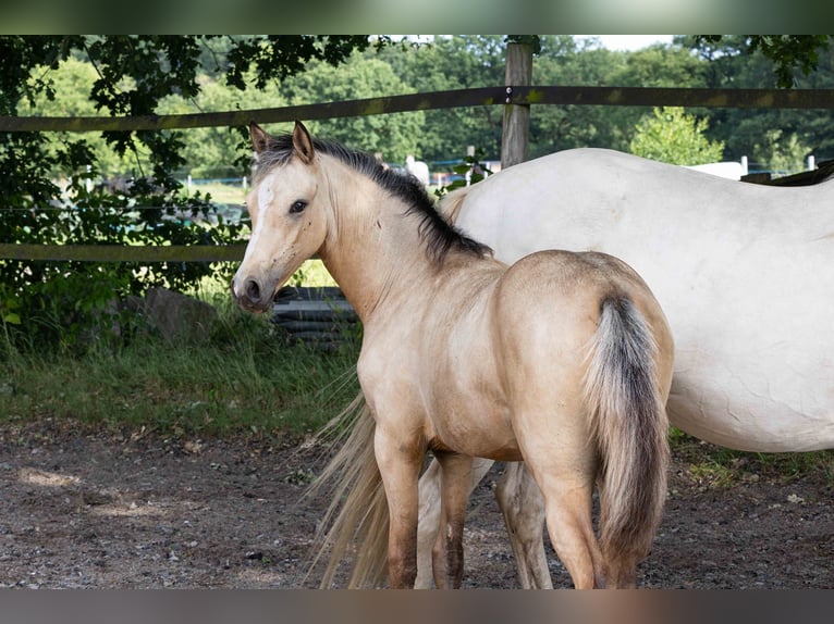 German Riding Pony Mare 1 year Buckskin in Visselhövede