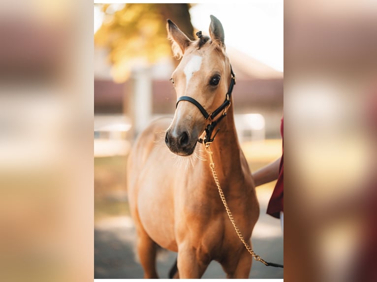 German Riding Pony Mare 1 year Buckskin in Pitten