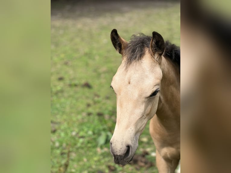 German Riding Pony Mare 1 year Buckskin in Lastrup
