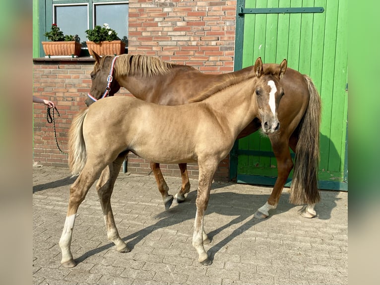 German Riding Pony Mare 1 year Chestnut-Red in Borsfleth