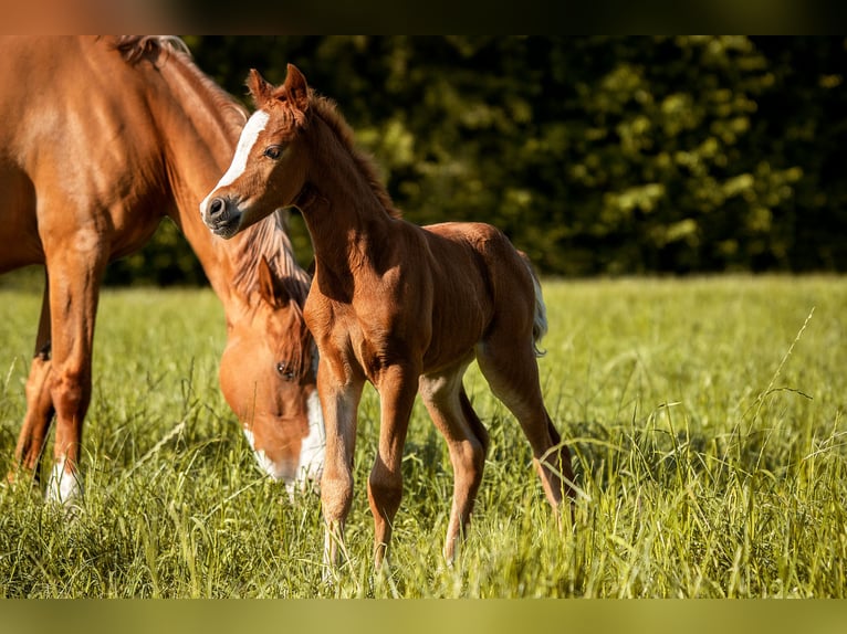 German Riding Pony Mare 1 year Chestnut-Red in Hünxe