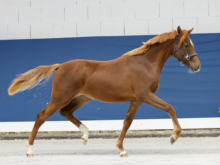 German Riding Pony Mare 1 year Chestnut-Red in Marsberg