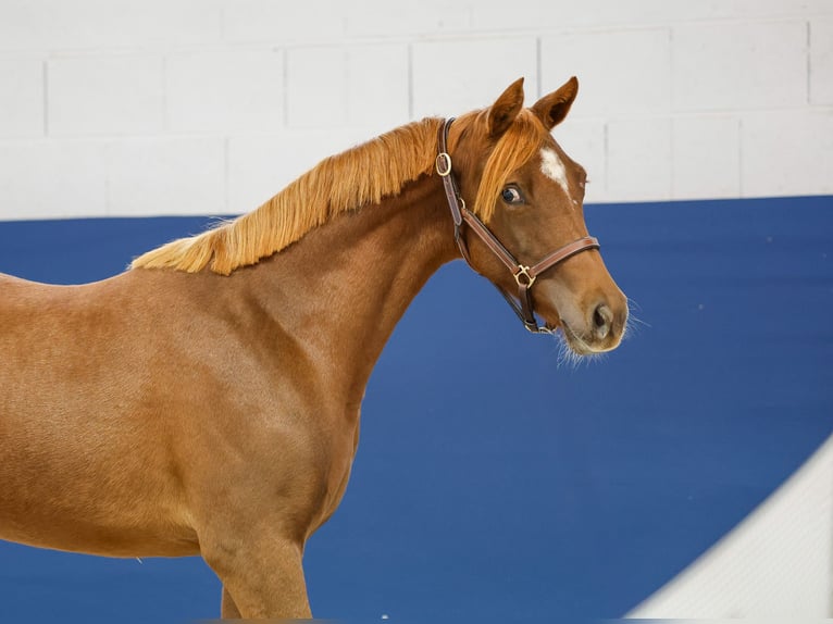 German Riding Pony Mare 1 year Chestnut-Red in Marsberg