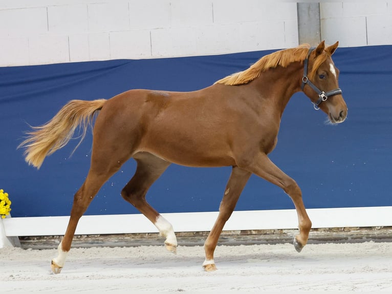 German Riding Pony Mare 1 year Chestnut-Red in Marsberg