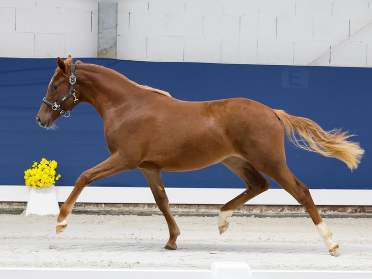 German Riding Pony Mare 1 year Chestnut-Red in Marsberg