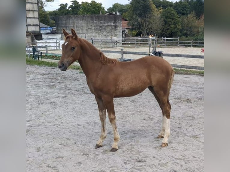 German Riding Pony Mare 1 year Chestnut-Red in Bad König