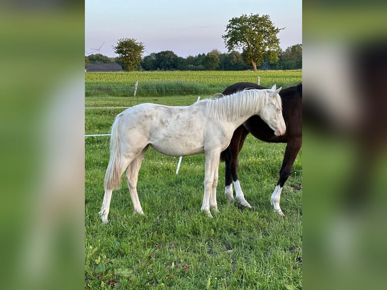 German Riding Pony Mare 1 year Cremello in Blomberg