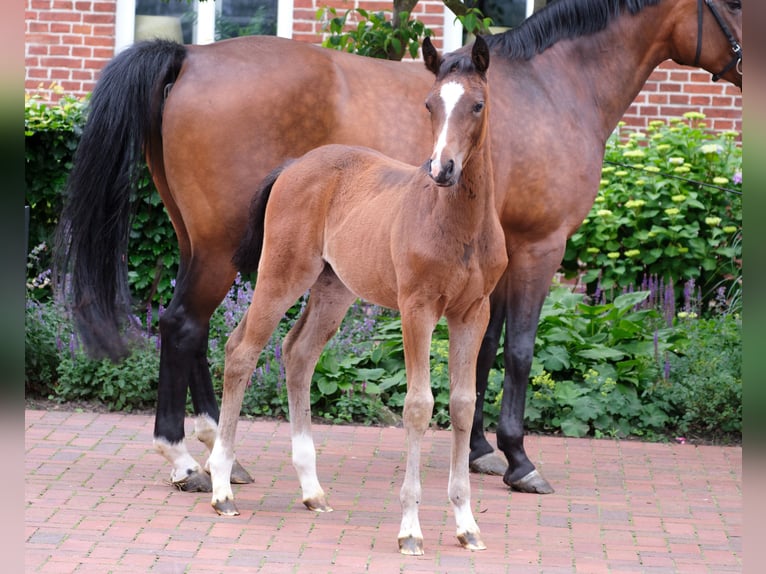 German Riding Pony Mare 1 year in Löningen