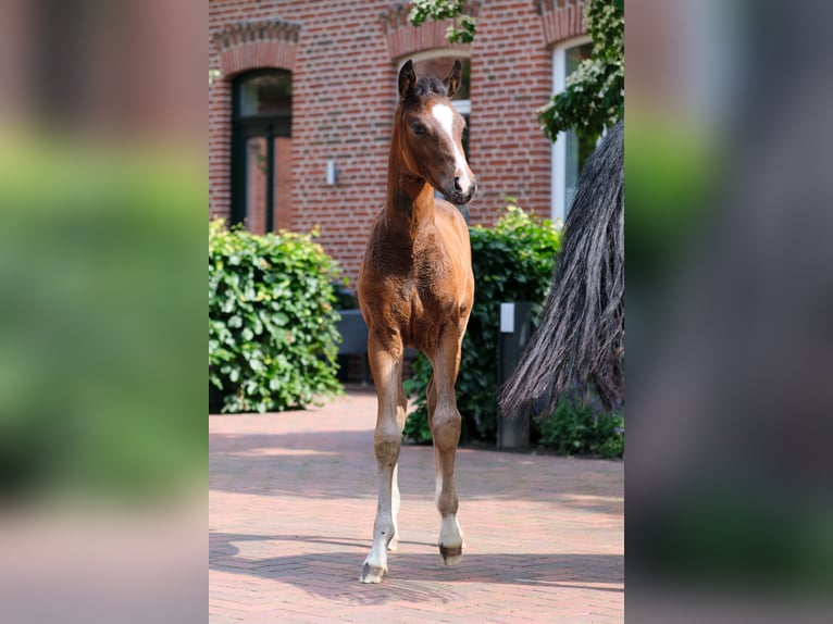 German Riding Pony Mare 1 year in Löningen