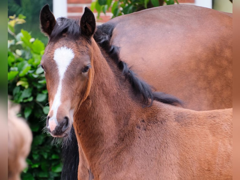 German Riding Pony Mare 1 year in Löningen