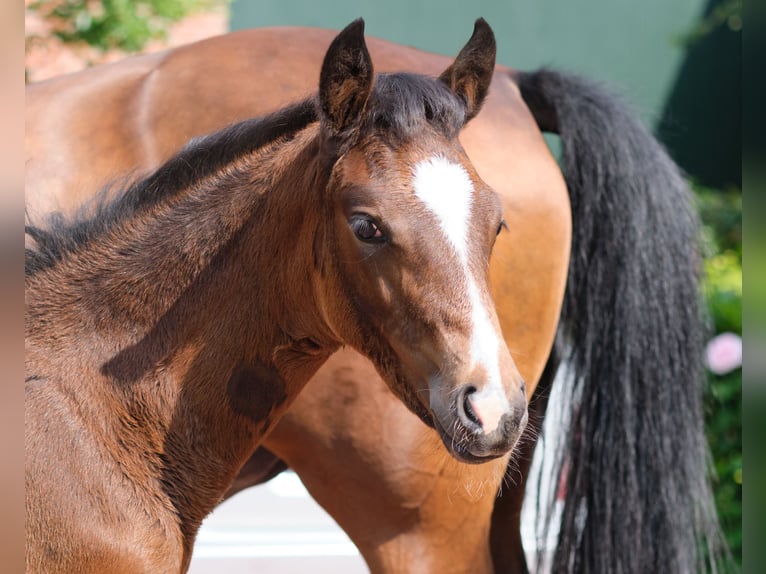 German Riding Pony Mare 1 year in Löningen