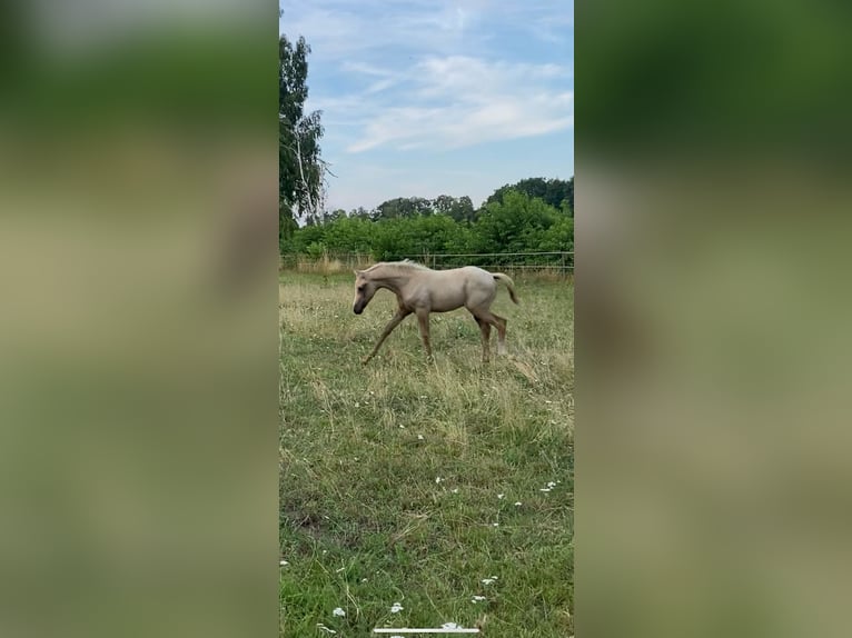 German Riding Pony Mare 1 year in Adelheidsdorf