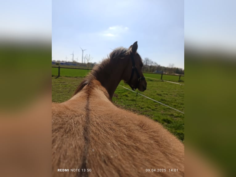 German Riding Pony Mare 1 year in Steinfurt
