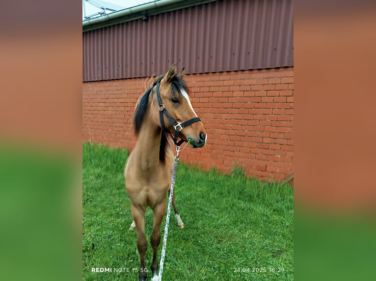 German Riding Pony Mare 1 year in Steinfurt