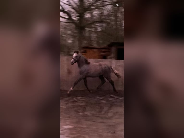 German Riding Pony Mare 1 year Grey in Espelkamp