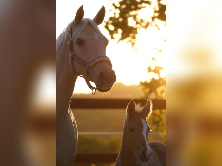 German Riding Pony Mare 1 year Palomino in OverathOverath
