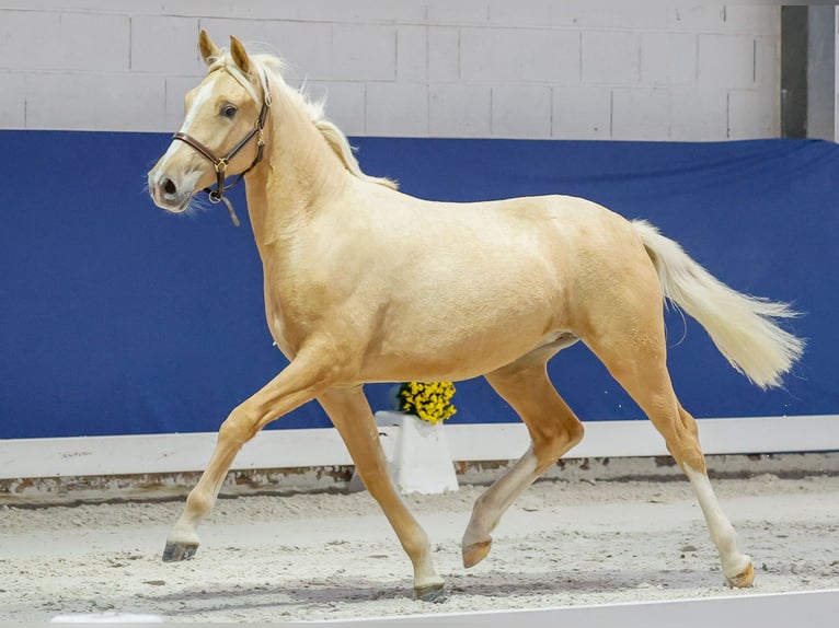 German Riding Pony Mare 1 year Palomino in Marsberg