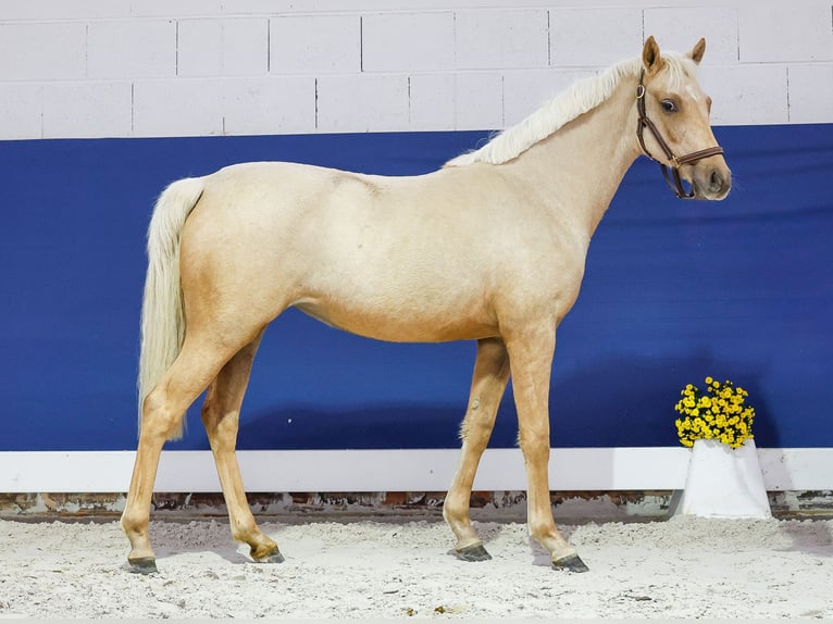 German Riding Pony Mare 1 year Palomino in Marsberg