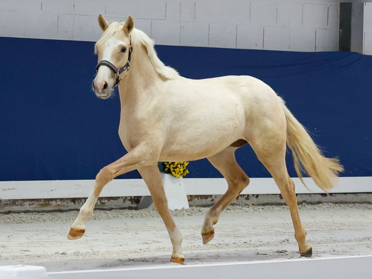 German Riding Pony Mare 1 year Palomino in Marsberg