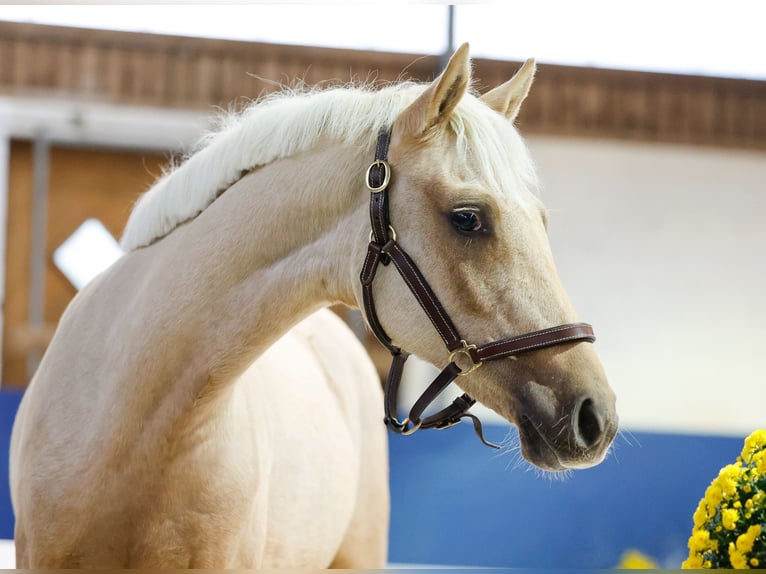 German Riding Pony Mare 1 year Palomino in Marsberg
