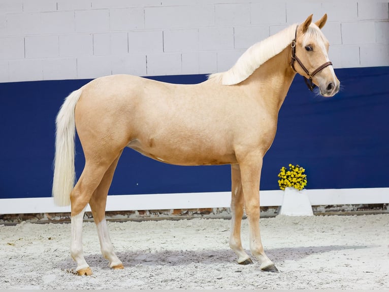 German Riding Pony Mare 1 year Palomino in Marsberg