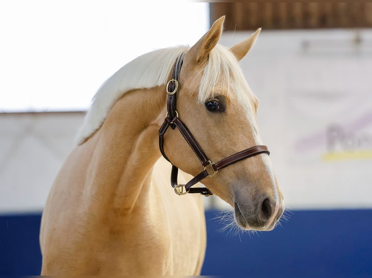 German Riding Pony Mare 1 year Palomino in Marsberg