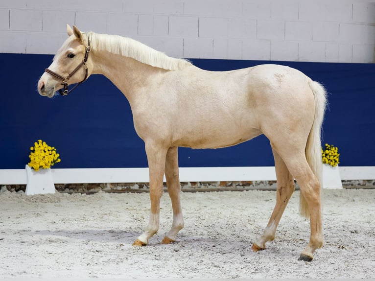 German Riding Pony Mare 1 year Palomino in Marsberg