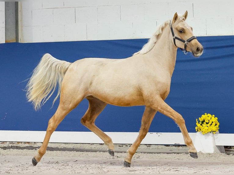 German Riding Pony Mare 1 year Palomino in Marsberg