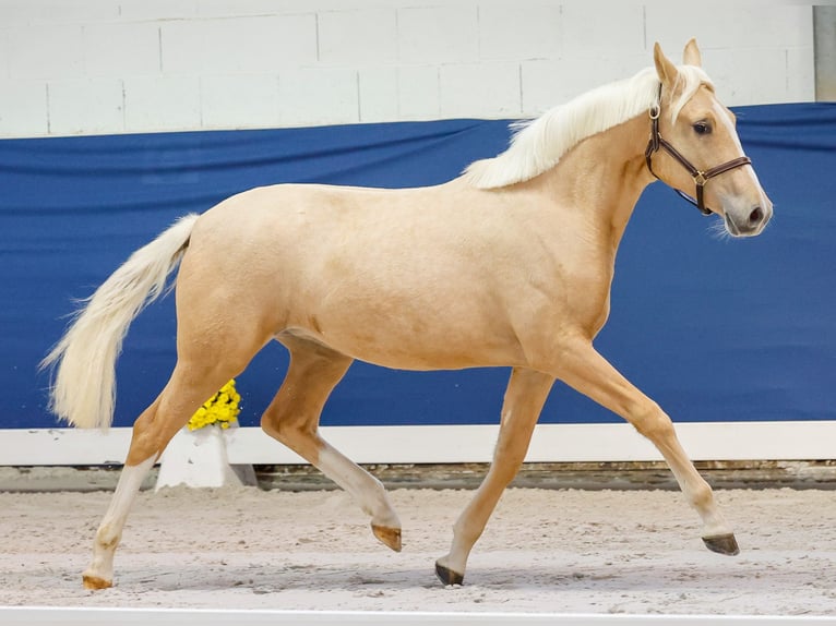 German Riding Pony Mare 1 year Palomino in Marsberg