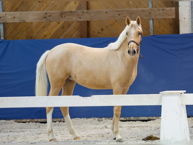 German Riding Pony Mare 1 year Palomino in Marsberg