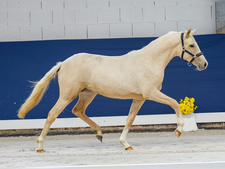 German Riding Pony Mare 1 year Palomino in Marsberg