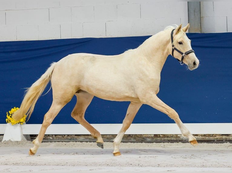 German Riding Pony Mare 1 year Palomino in Marsberg