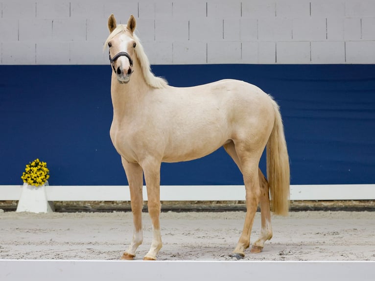 German Riding Pony Mare 1 year Palomino in Marsberg