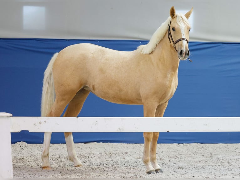 German Riding Pony Mare 1 year Palomino in Marsberg