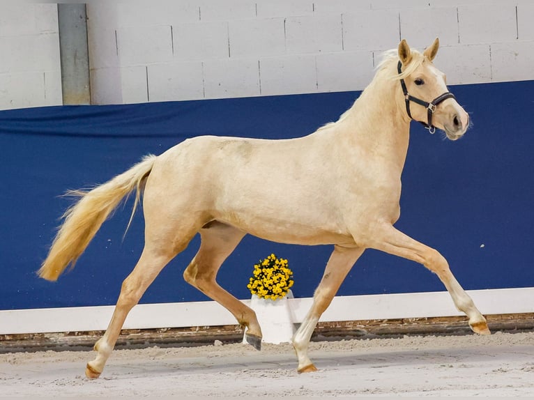 German Riding Pony Mare 1 year Palomino in Marsberg