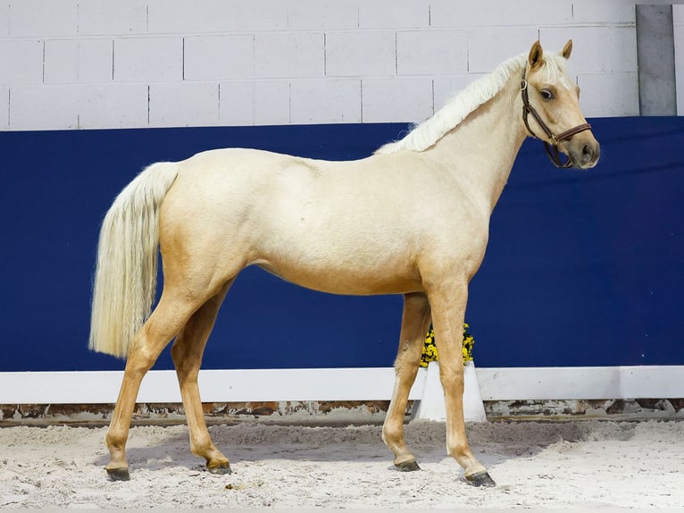 German Riding Pony Mare 1 year Palomino in Marsberg