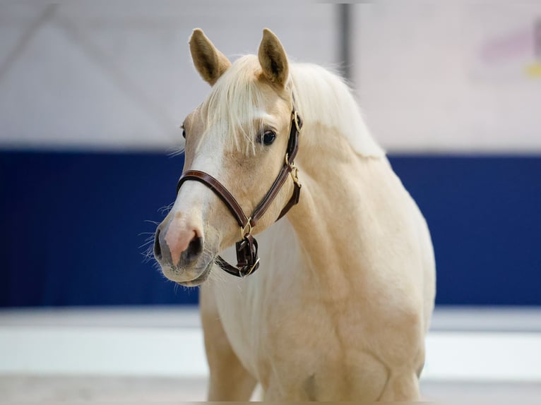 German Riding Pony Mare 1 year Palomino in Marsberg