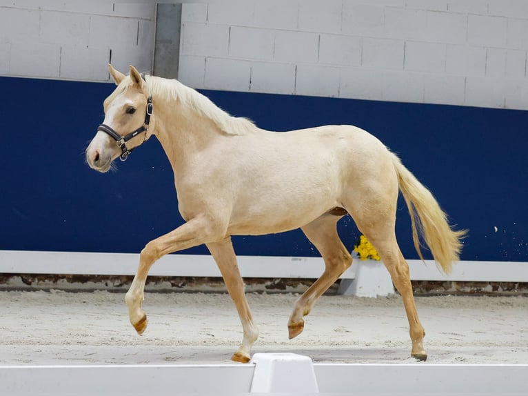 German Riding Pony Mare 1 year Palomino in Marsberg