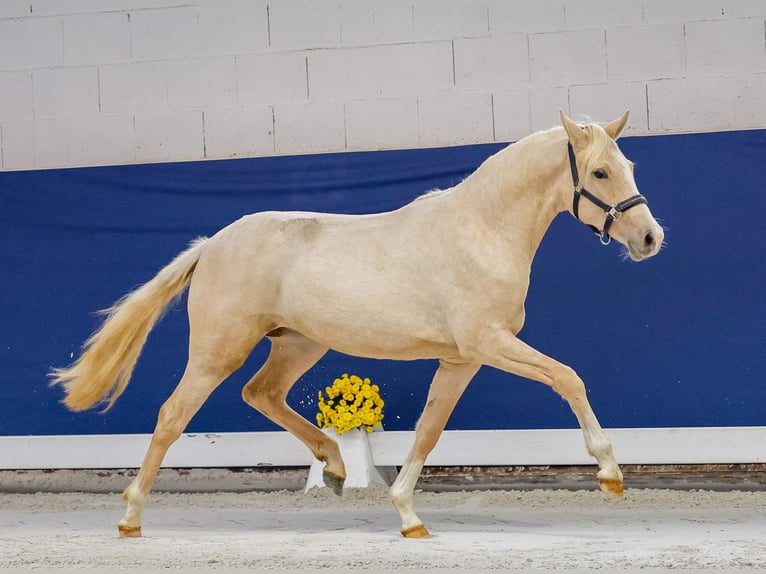 German Riding Pony Mare 1 year Palomino in Marsberg